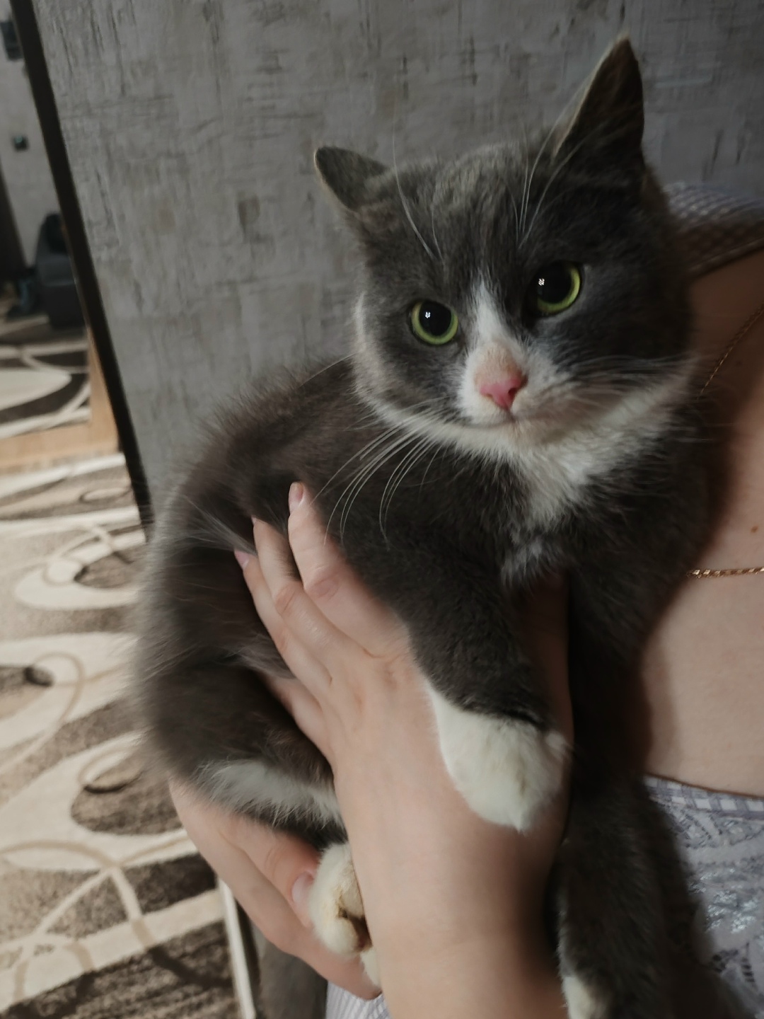 Найдена кошка в Брянске — фото объявления