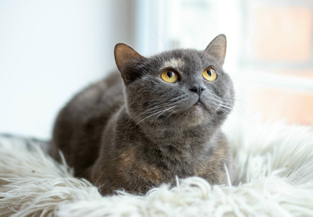 Пропала собака в Брянске — фото объявления