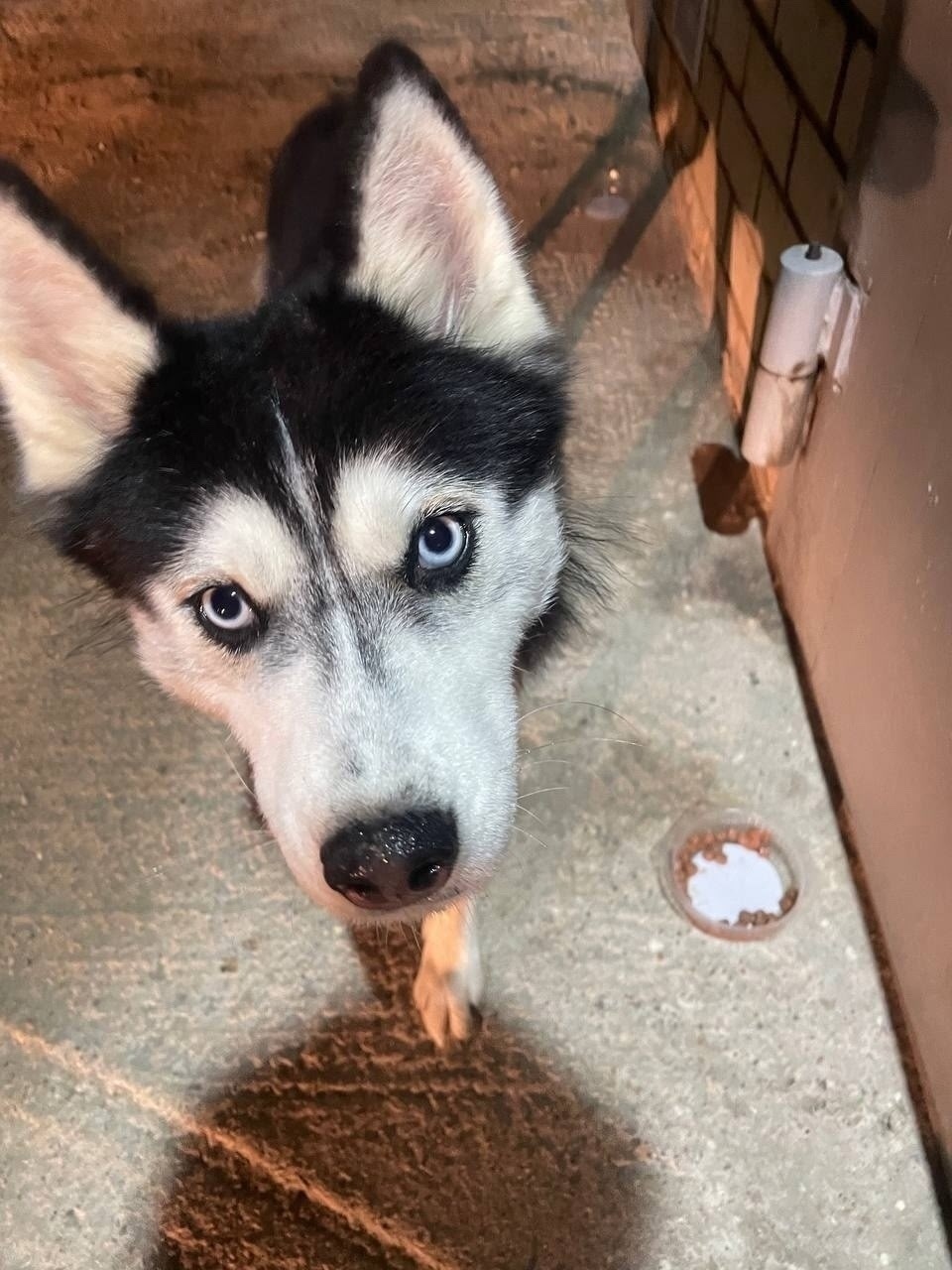 Найдена собака в Брянске — фото объявления