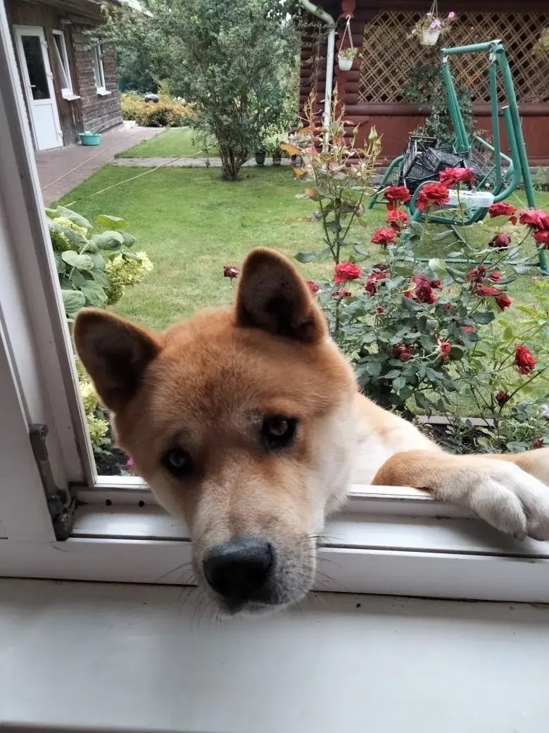 Пропала собака в Брянске — фото объявления