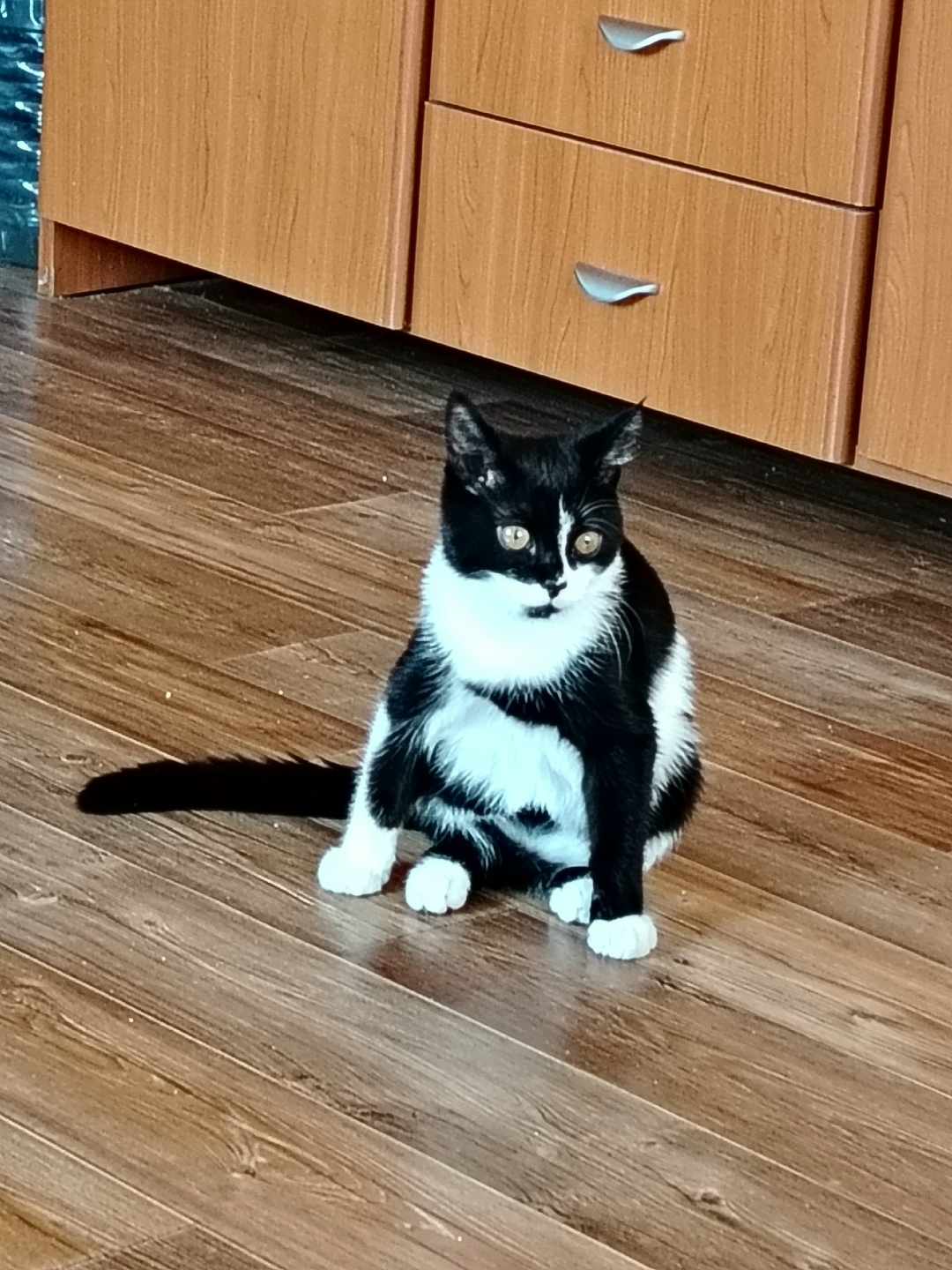 Пропала кошка в Чите — фото объявления