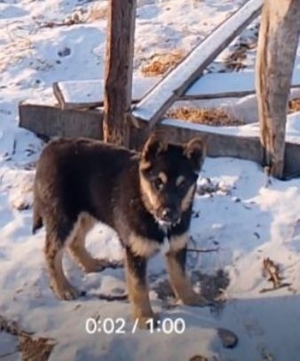 Пропала собака в Чите — фото объявления