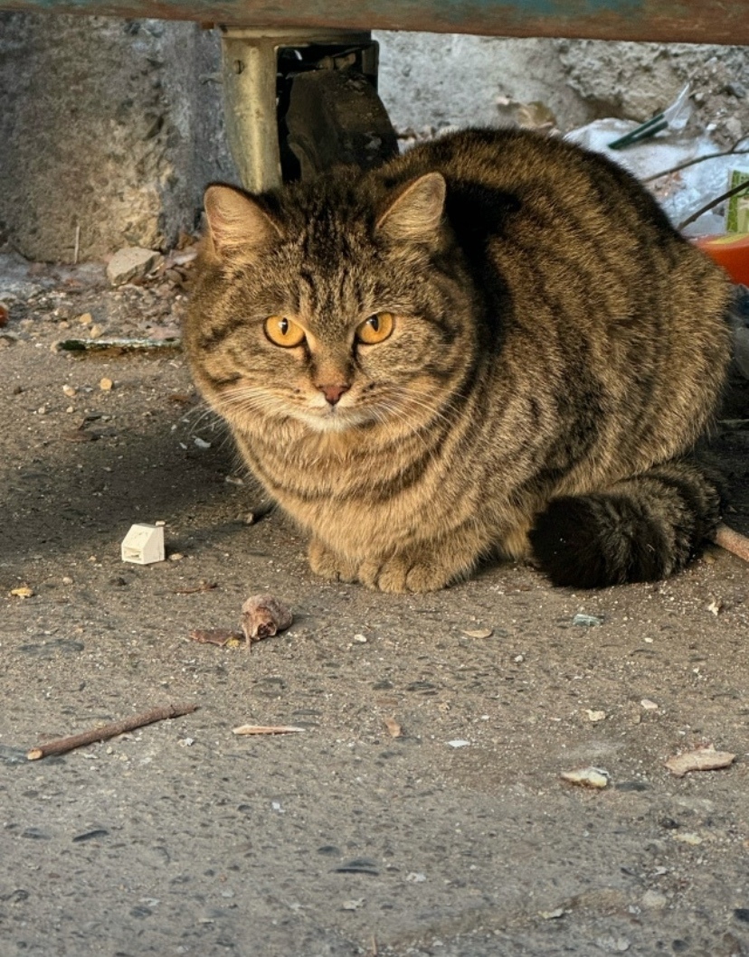 Найдена кошка в Чите — фото объявления