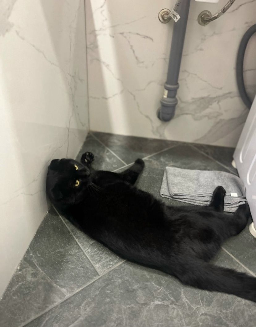 Найдена кошка в Чите — фото объявления