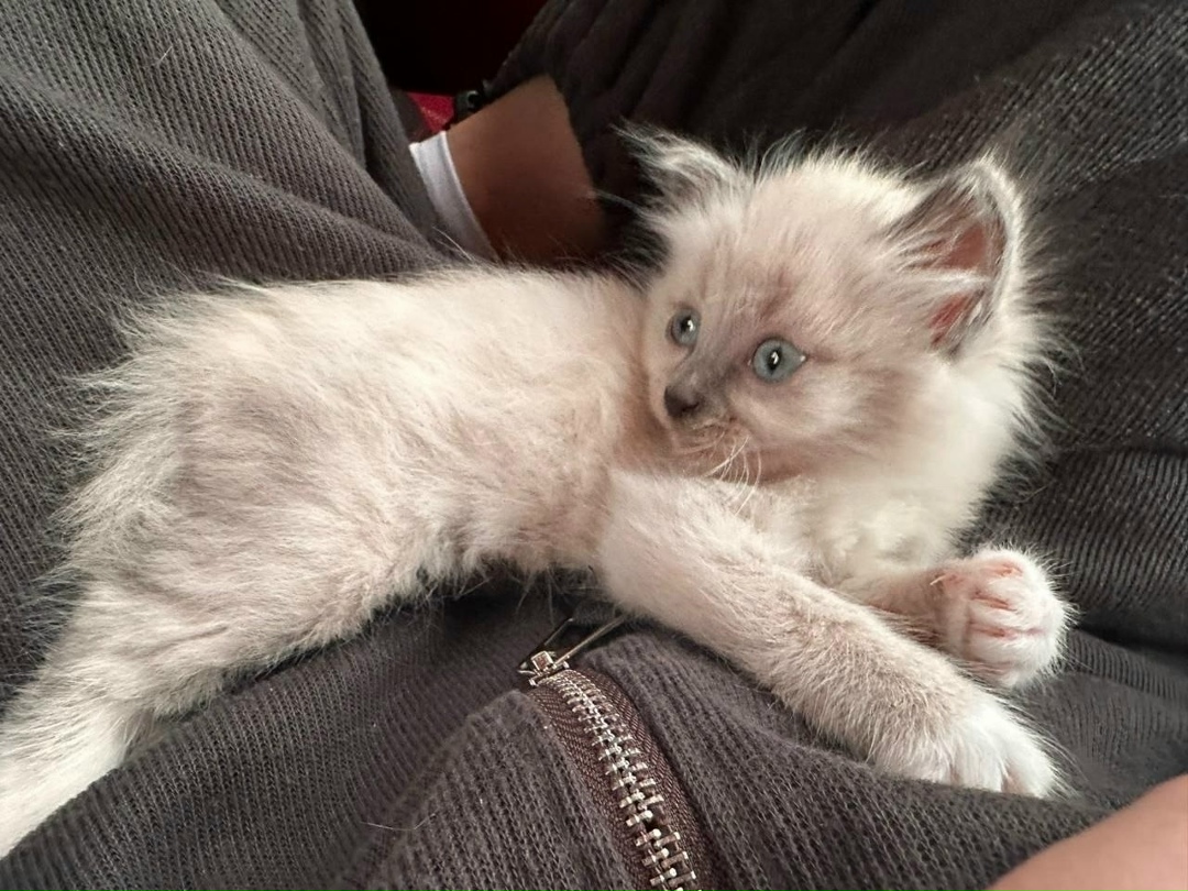 Найдена кошка в Чите — фото объявления