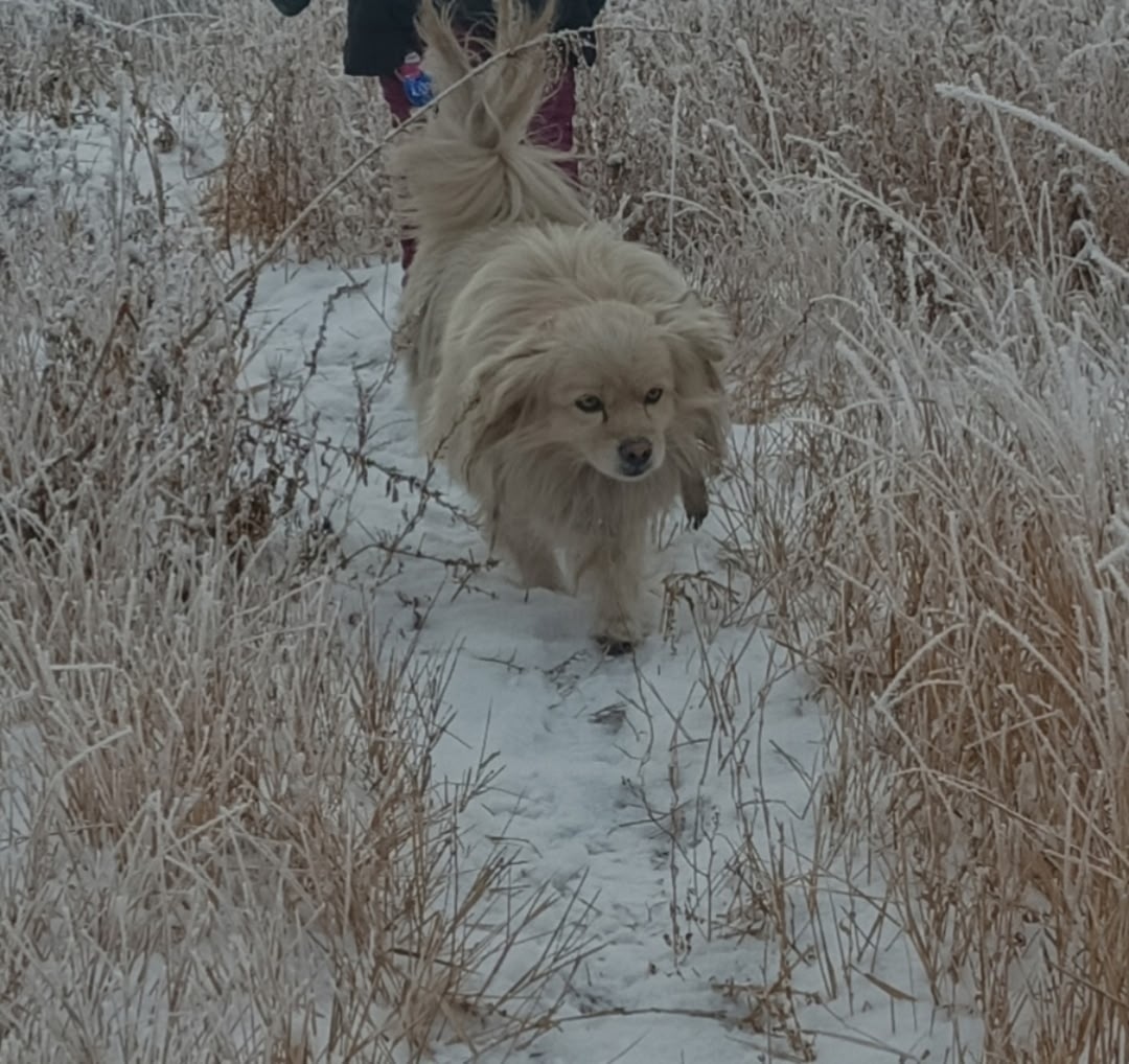 Пропала собака в Чите — фото объявления