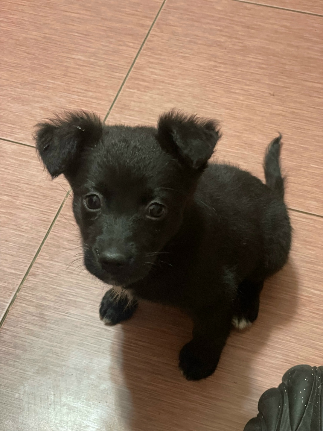 Найдена собака в Чите — фото объявления