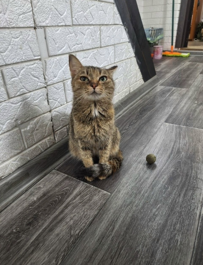 Найдена кошка в Чите — фото объявления