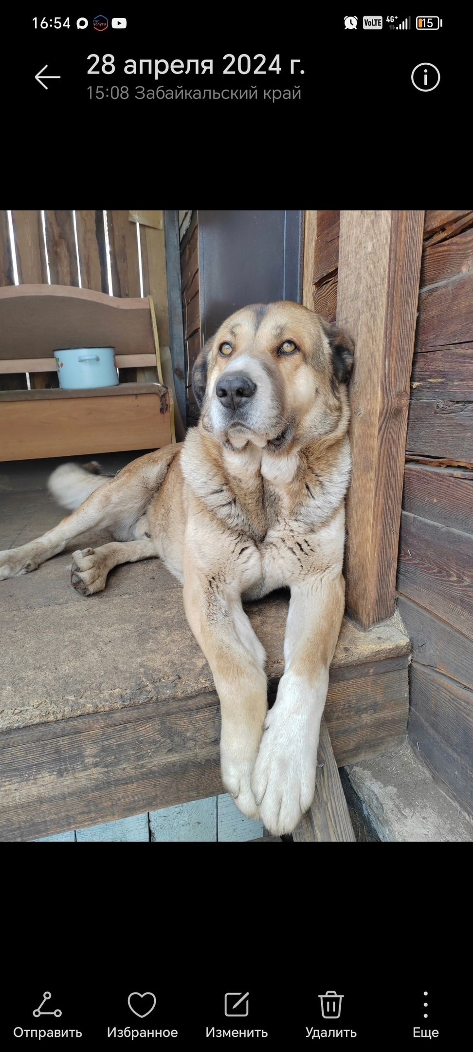 Пропала собака в Чите — фото объявления