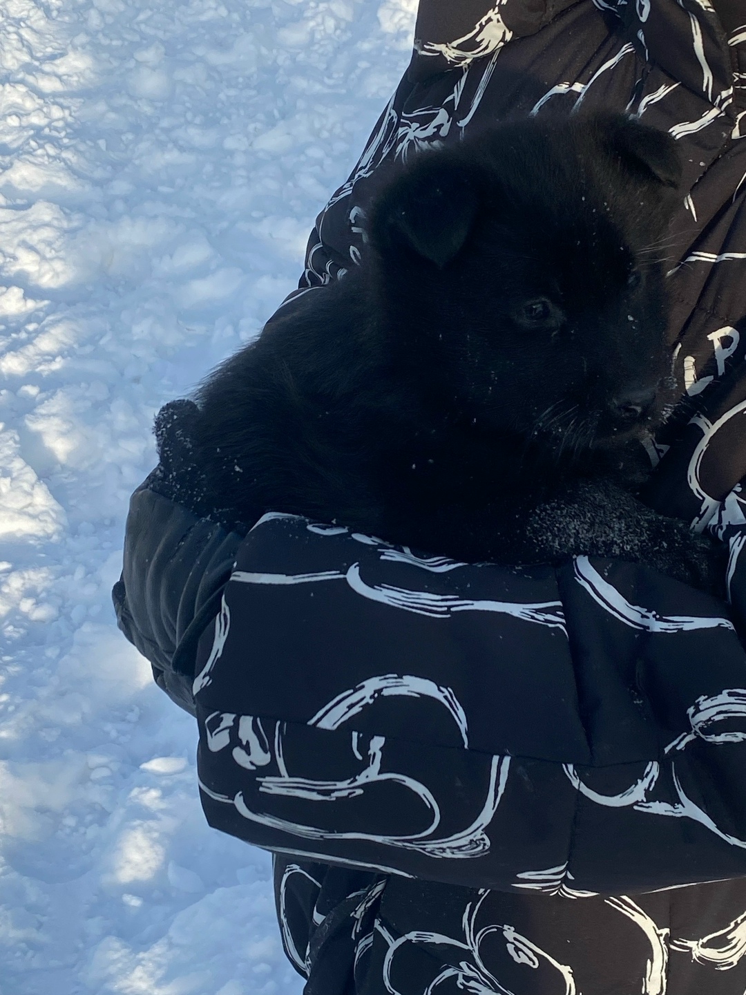 Найдена собака в Чите — фото объявления