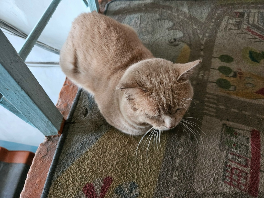 Найдена кошка в Чите — фото объявления