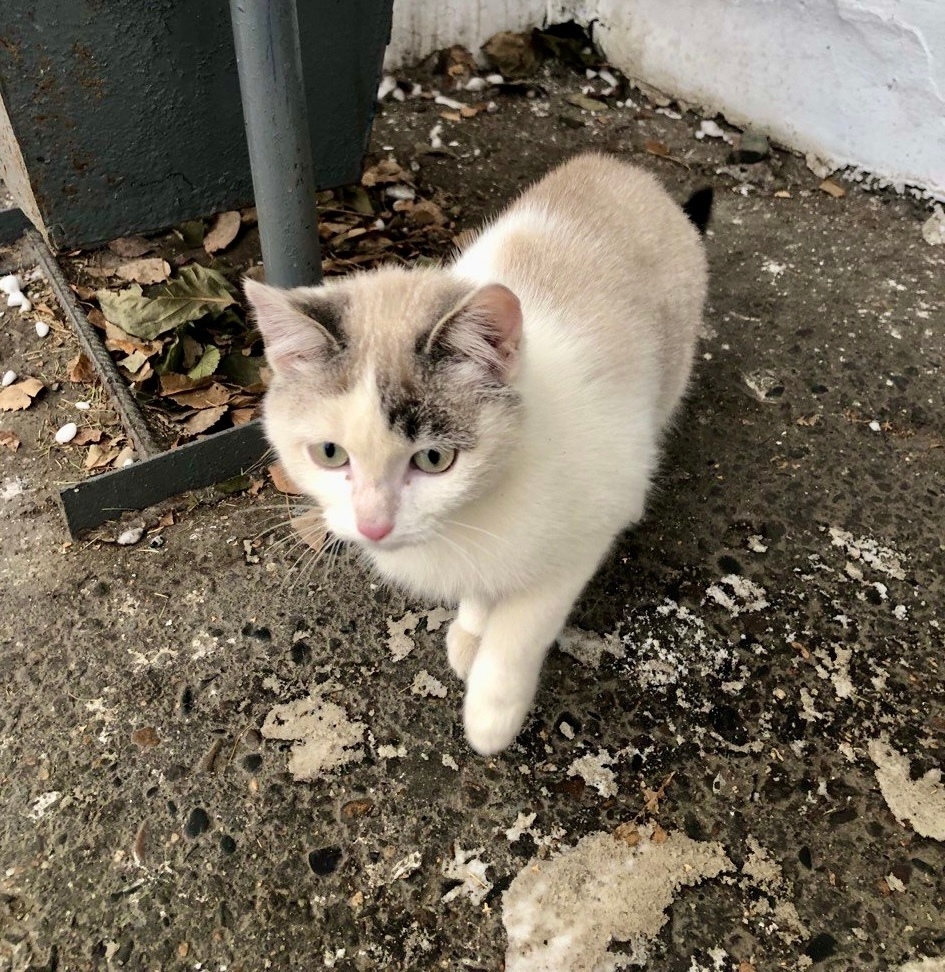 Найдена кошка в Чите — фото объявления