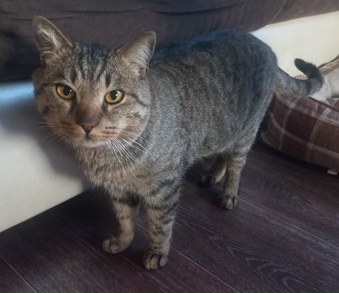 Найдена кошка в Чите — фото объявления