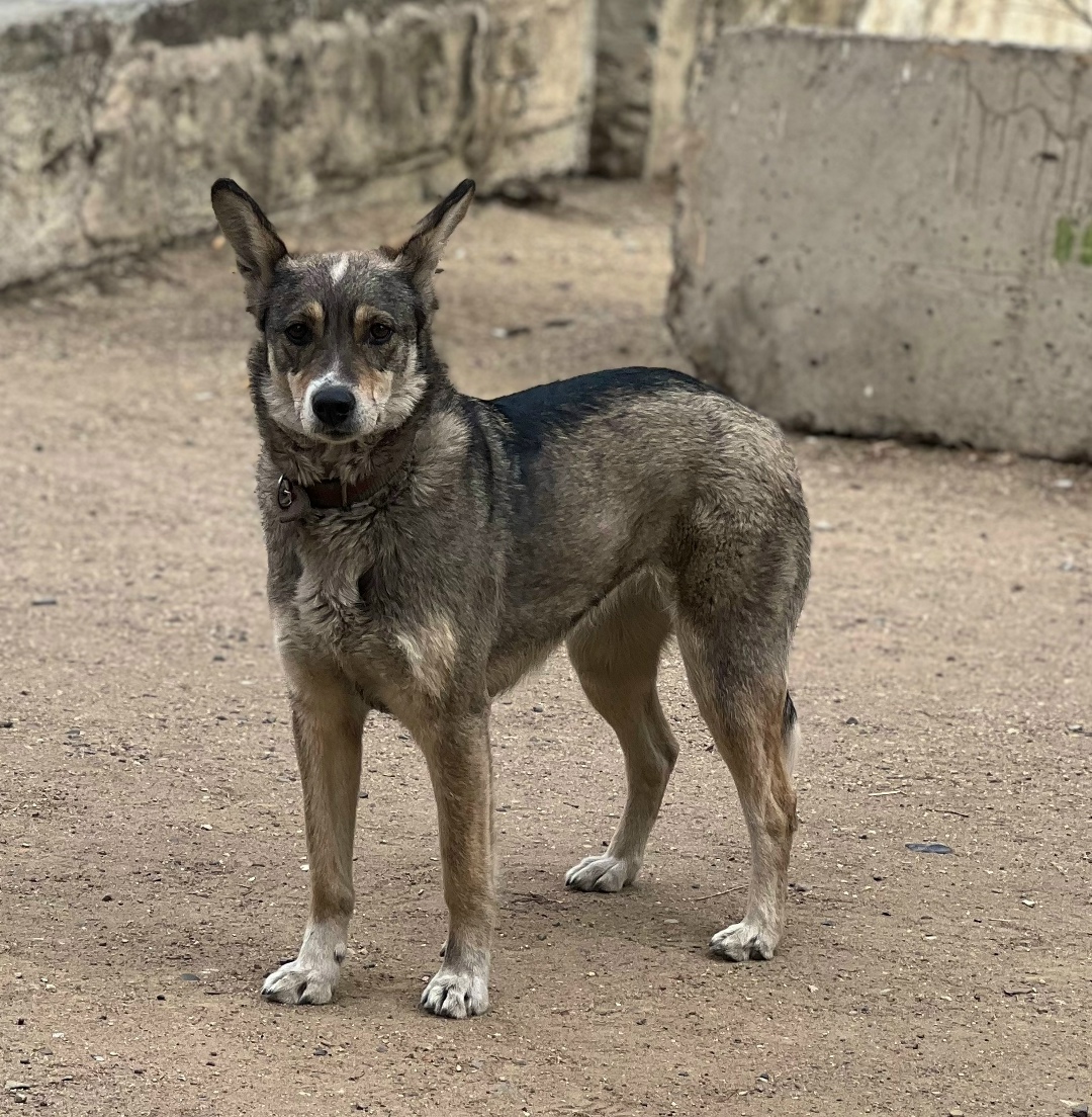 Найдена собака в Чите — фото объявления