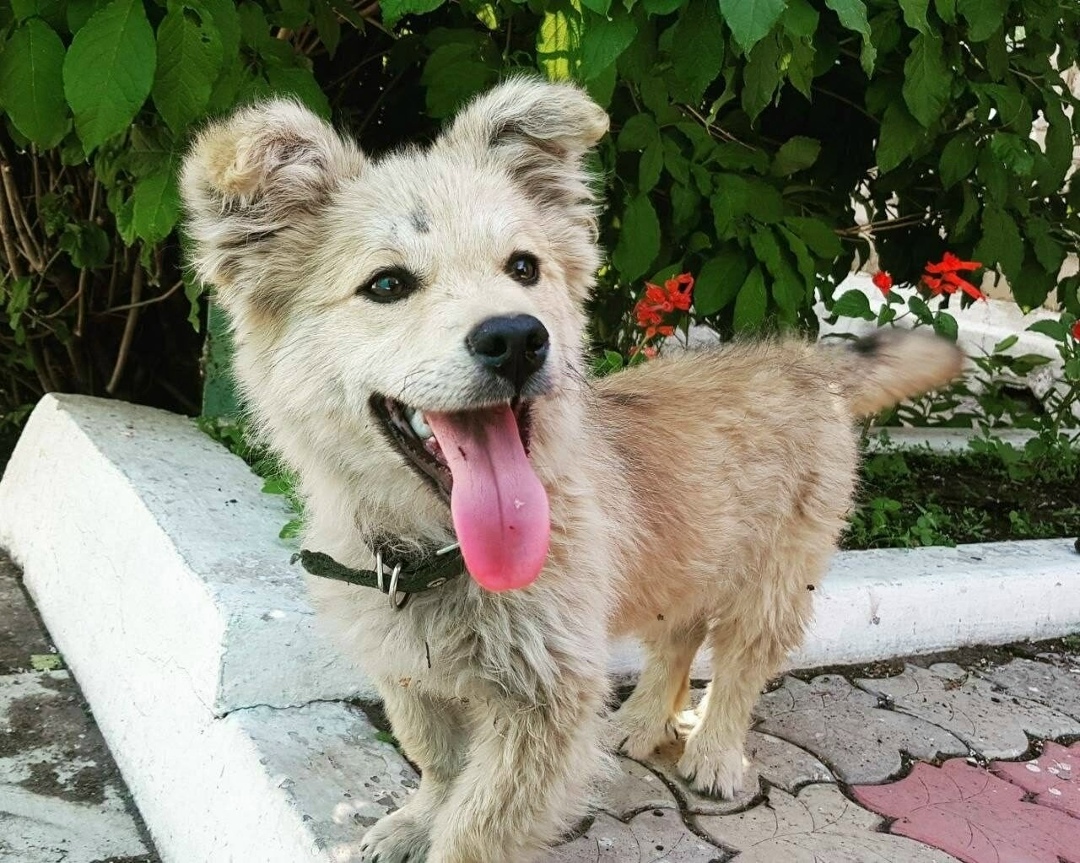 Пропала собака в Чите — фото объявления