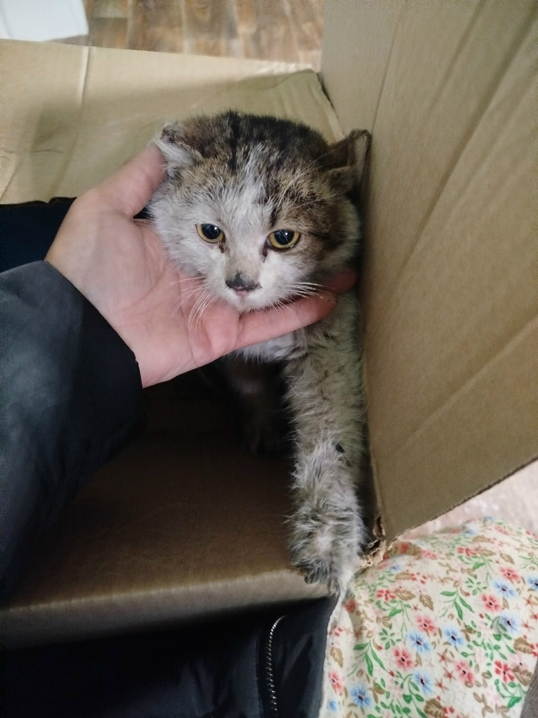 Найдена кошка в Чите — фото объявления