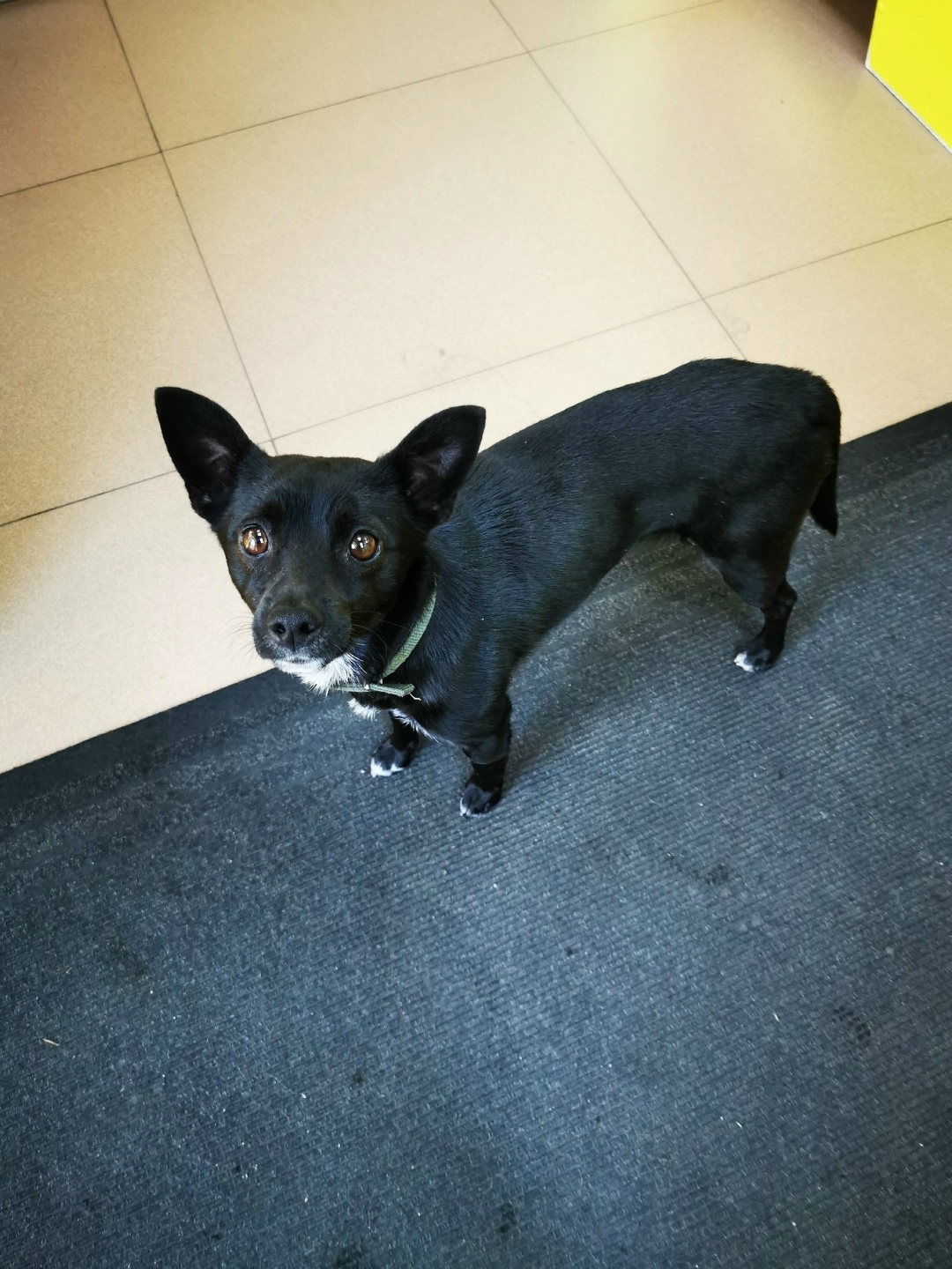 Найдена собака в Чите — фото объявления