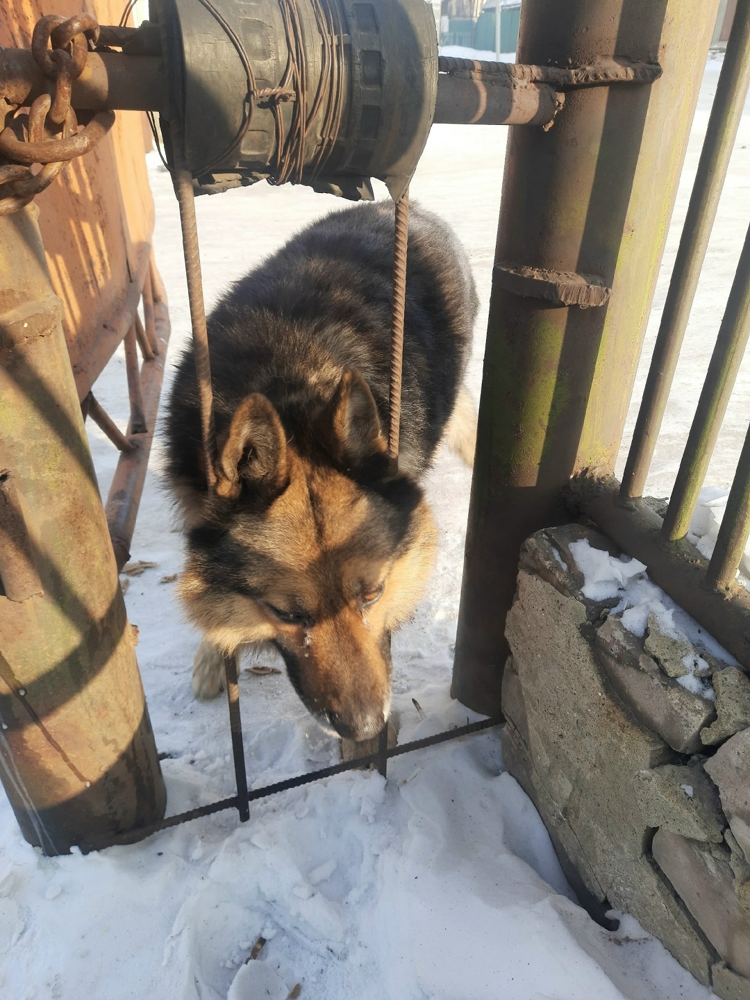 Найдена собака в Чите — фото объявления