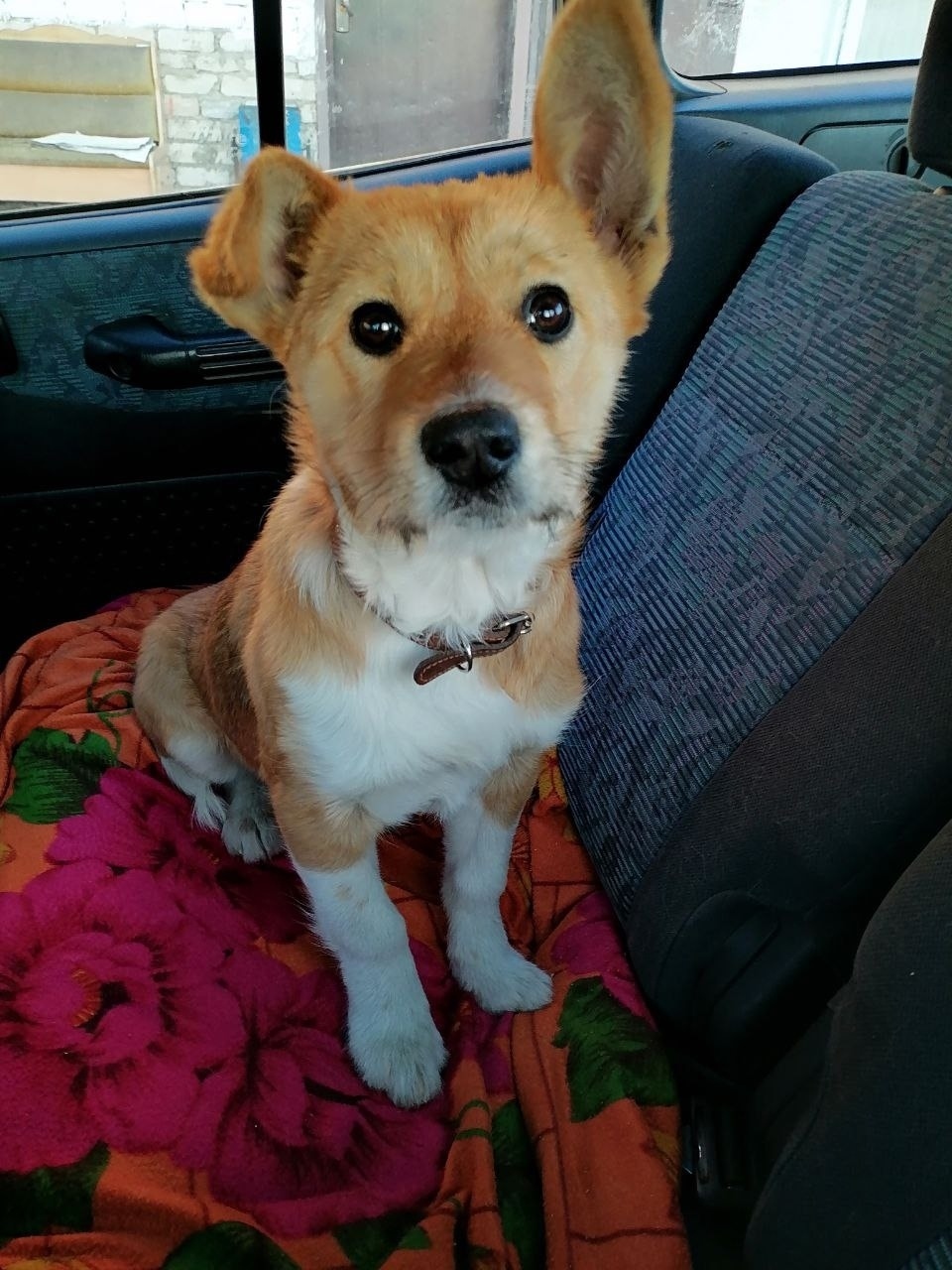 Пропала собака в Чите — фото объявления