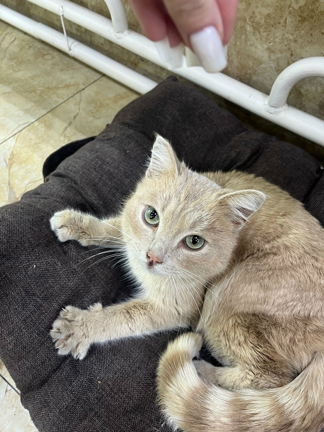 Найдена кошка в Чите — фото объявления