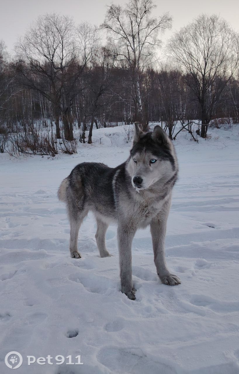 Пропала собака в Чите — фото объявления