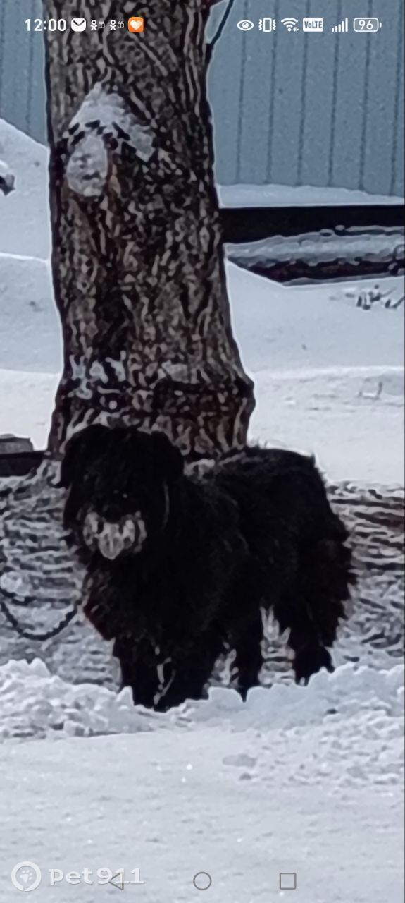 Пропала собака в Чите — фото объявления