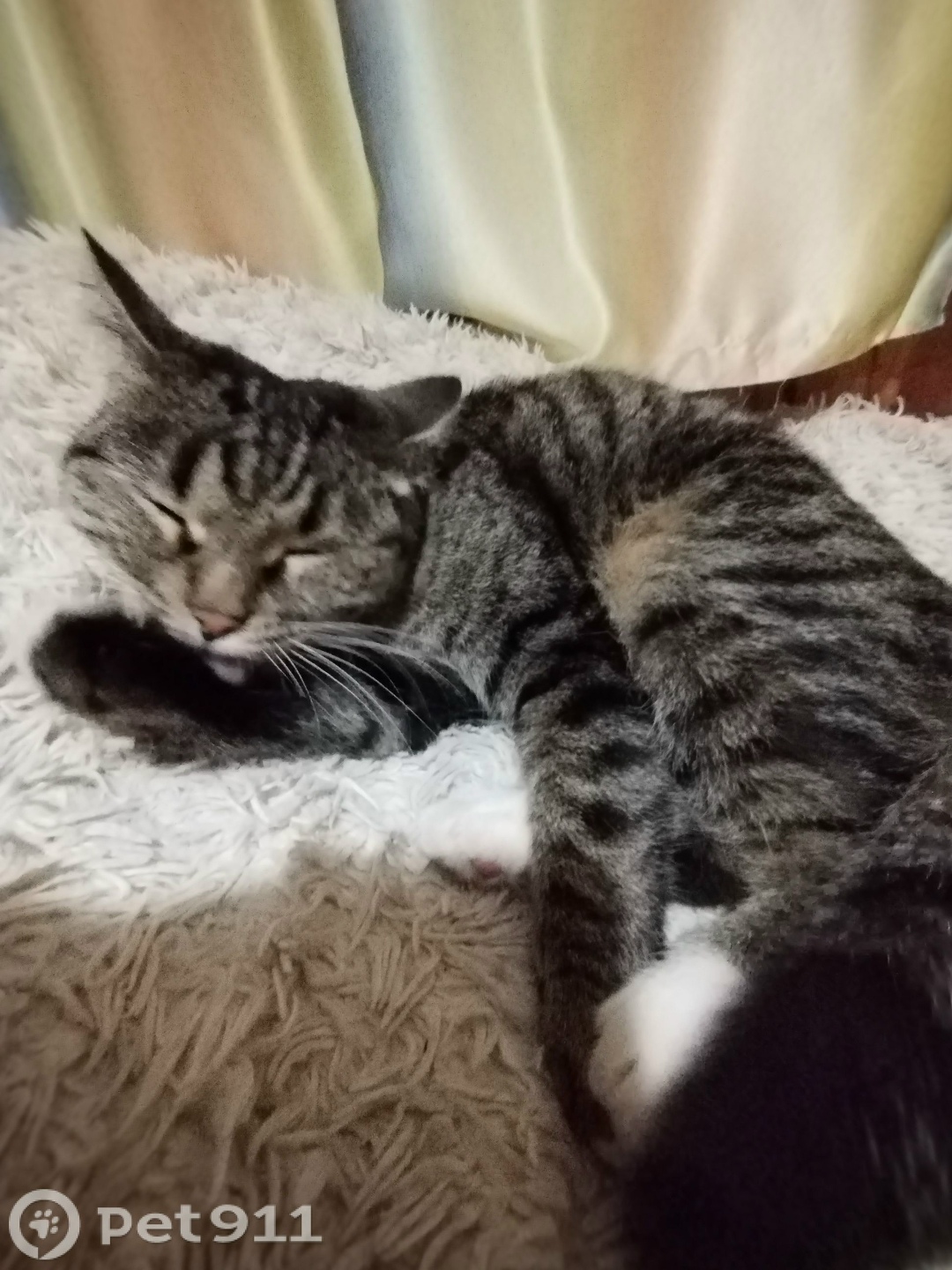 Пропала кошка в Чите — фото объявления