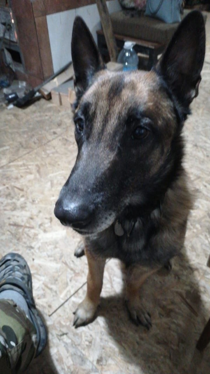 Пропала собака в Чите — фото объявления