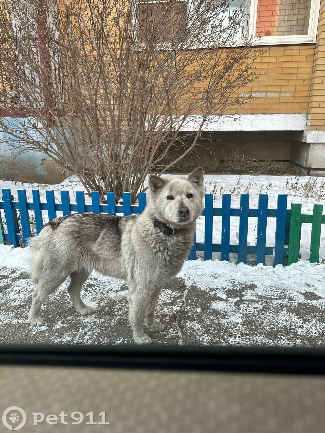 Найдена собака в Чите — фото объявления