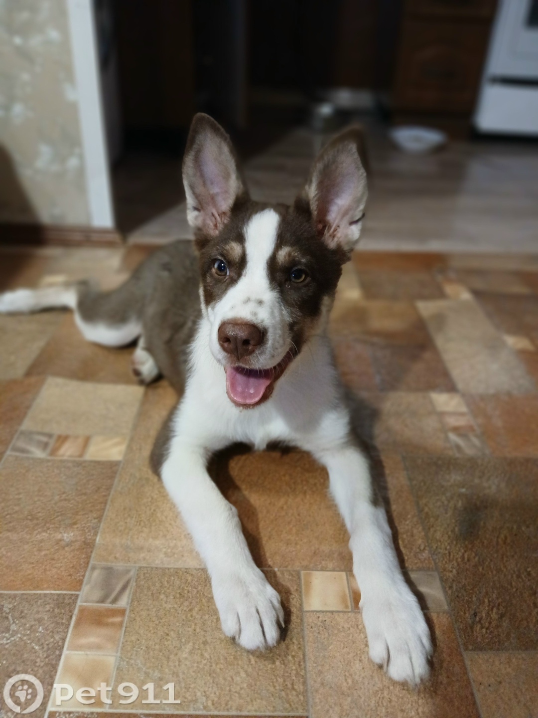 Найдена собака в Чите — фото объявления