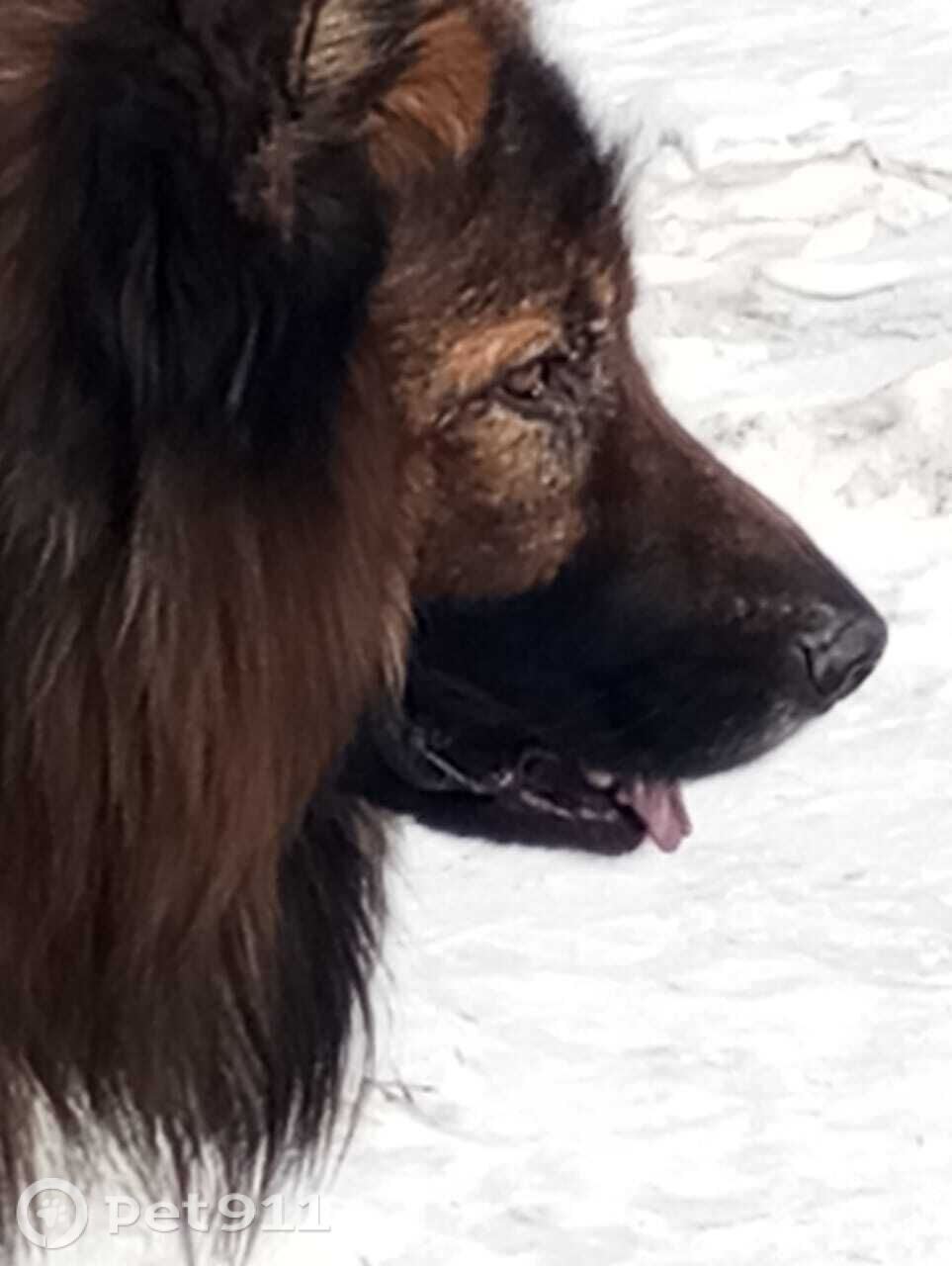 Пропала собака в Чите — фото объявления