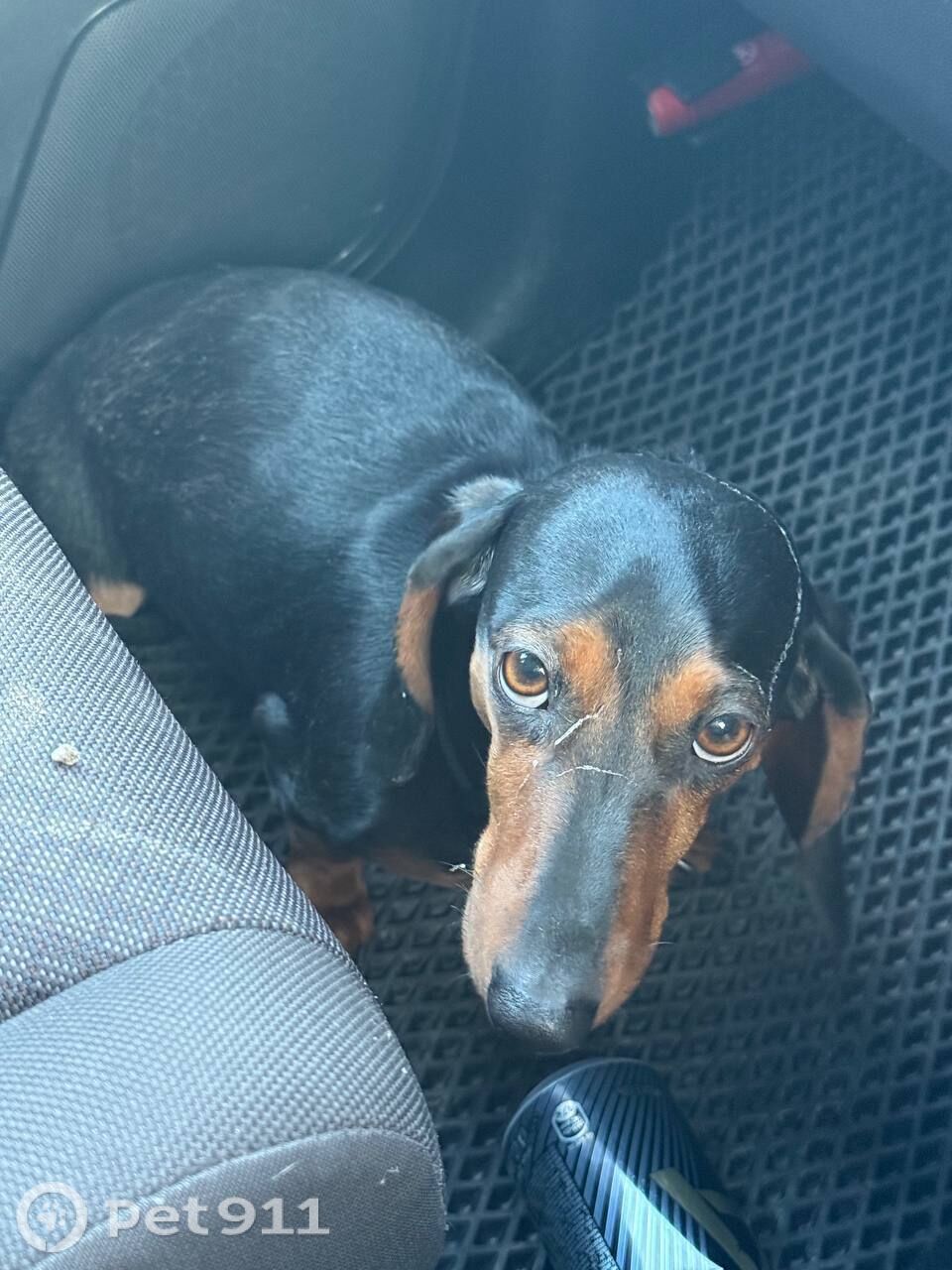 Найдена собака в Чите — фото объявления