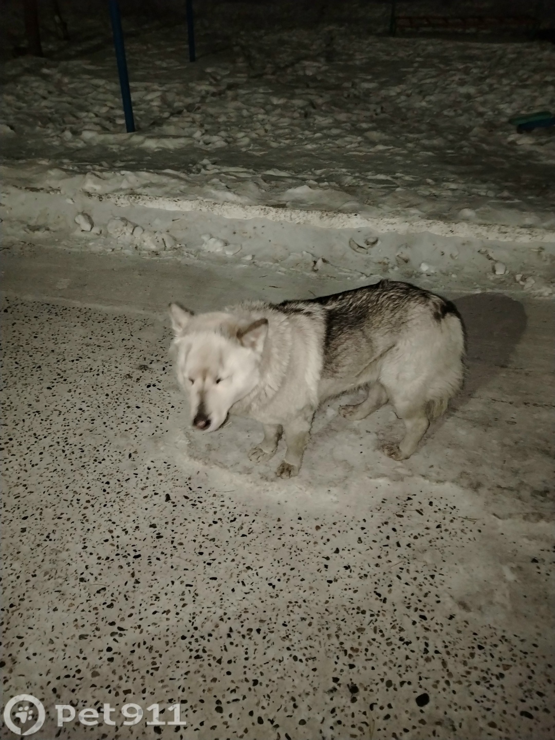 Найдена собака в Чите — фото объявления