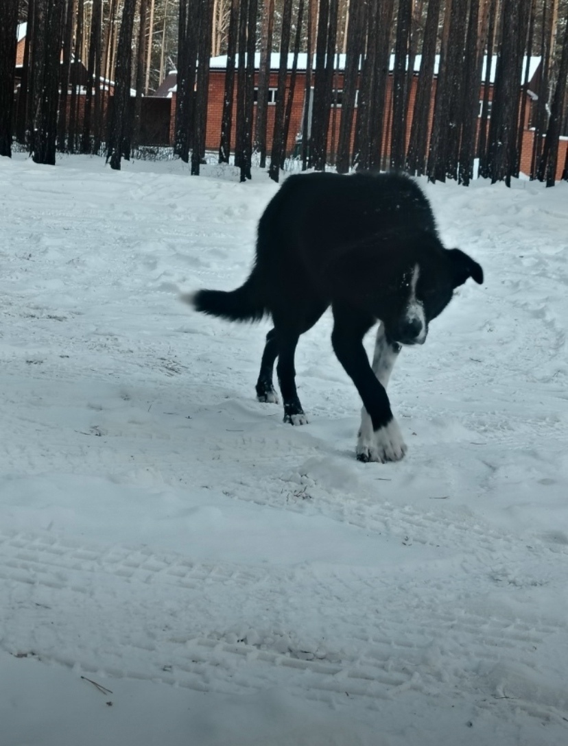 Пропала собака в Чите — фото объявления