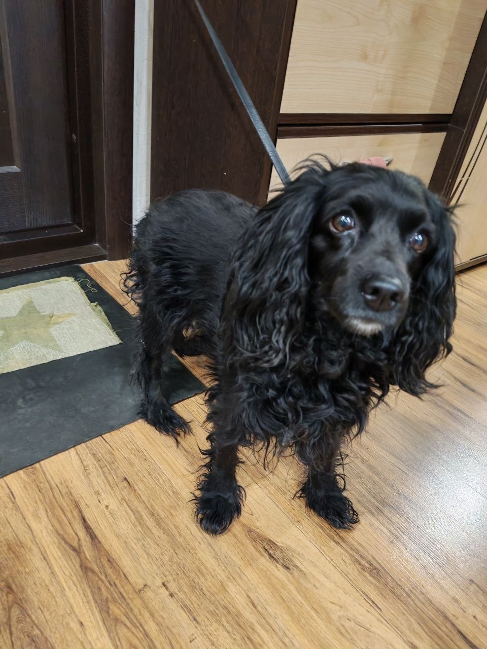 Найдена собака в Чите — фото объявления