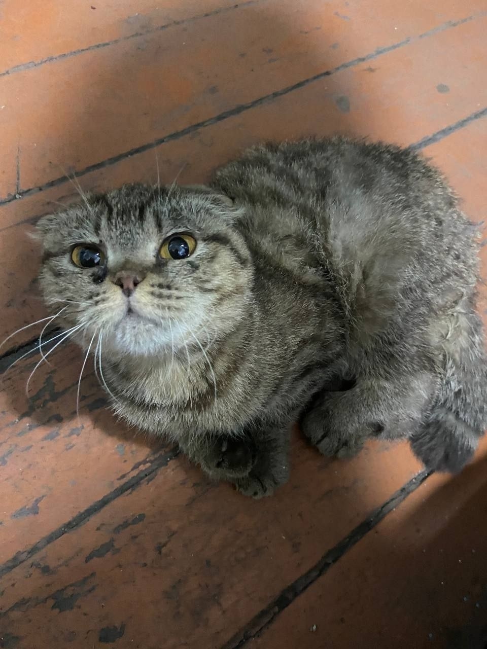 Найдена собака в Чите — фото объявления