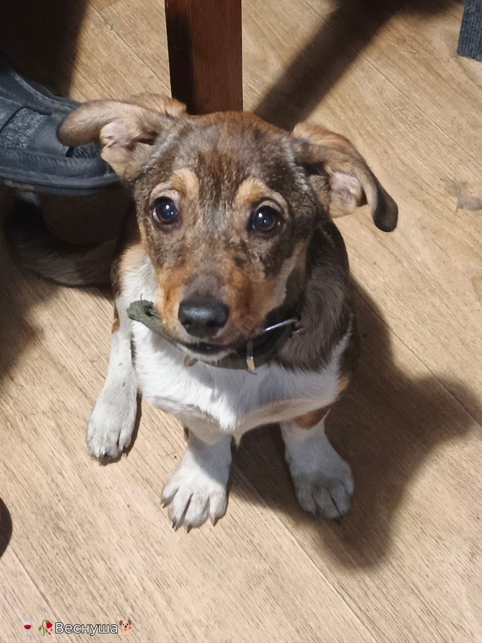 Найдена собака в Чите — фото объявления