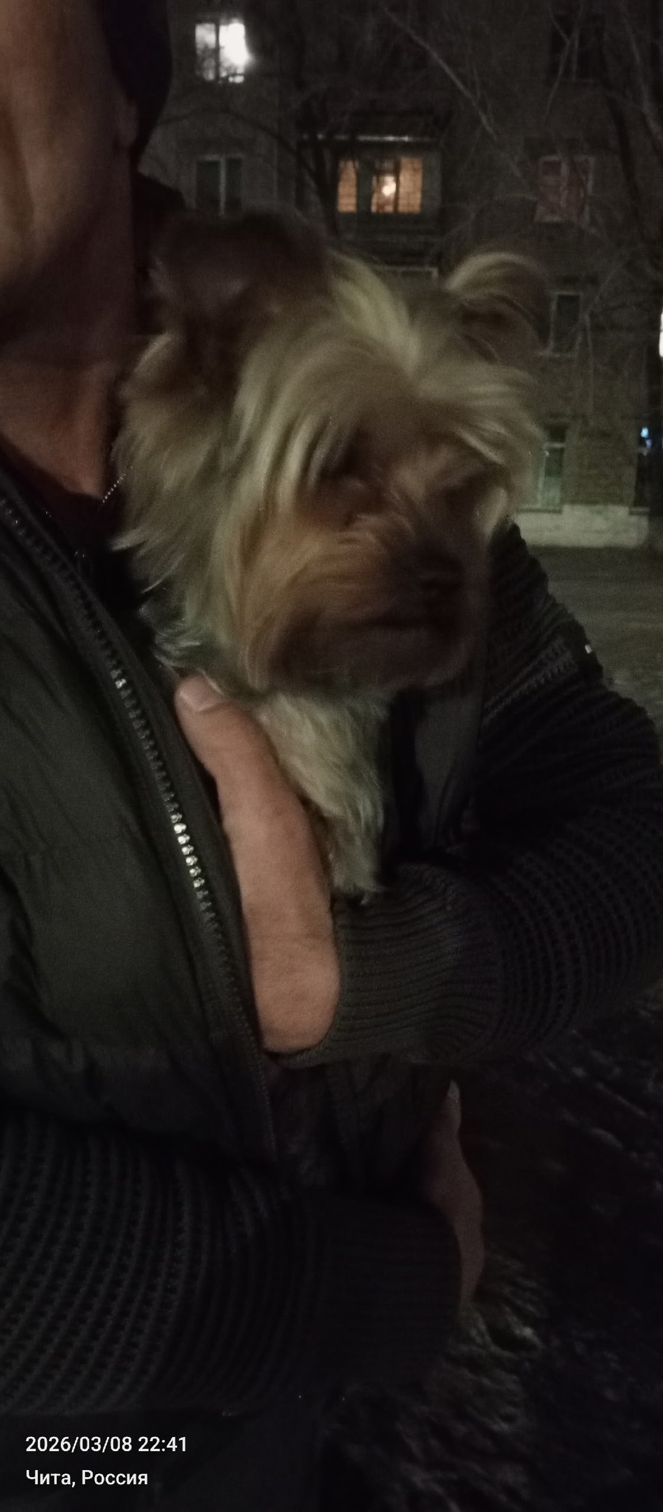 Найдена собака в Чите — фото объявления