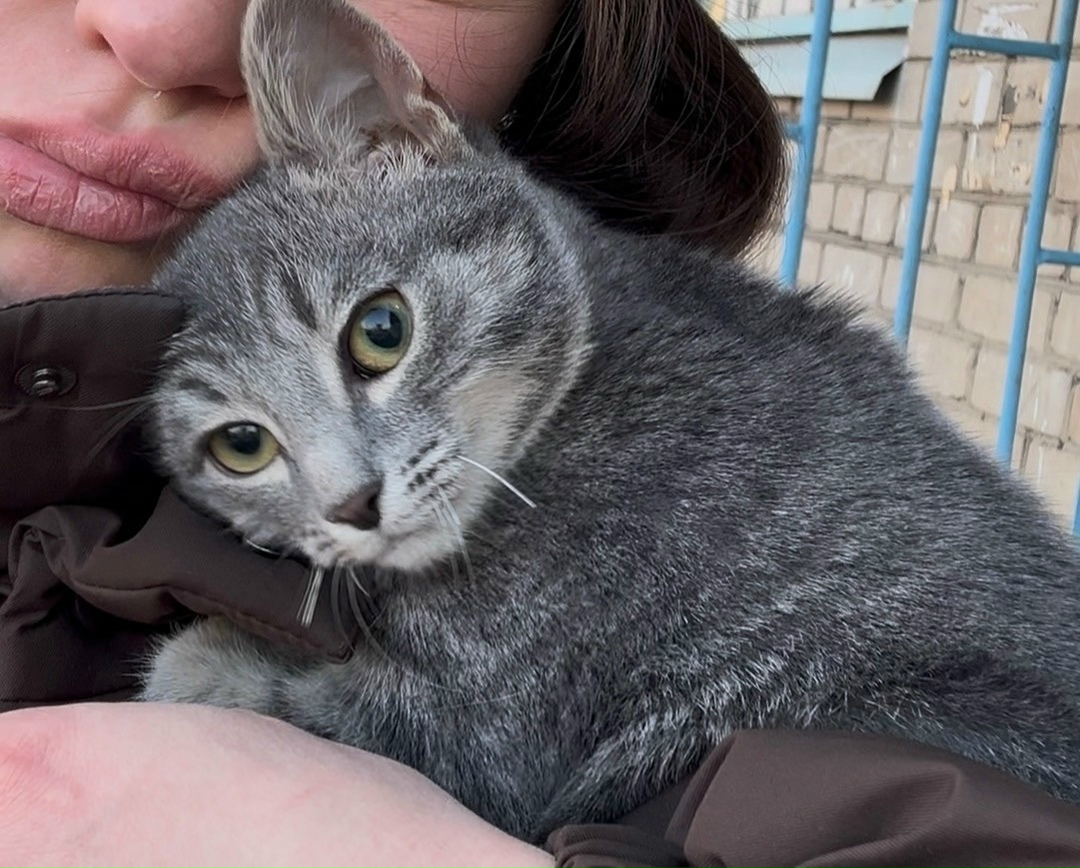 Найдена кошка в Чите — фото объявления