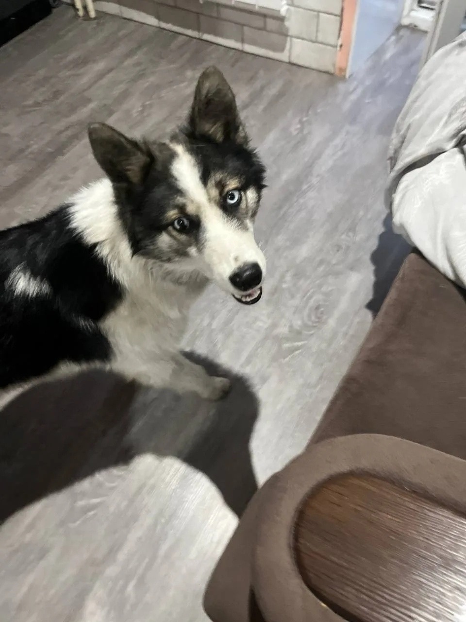 Найдена собака в Чите — фото объявления