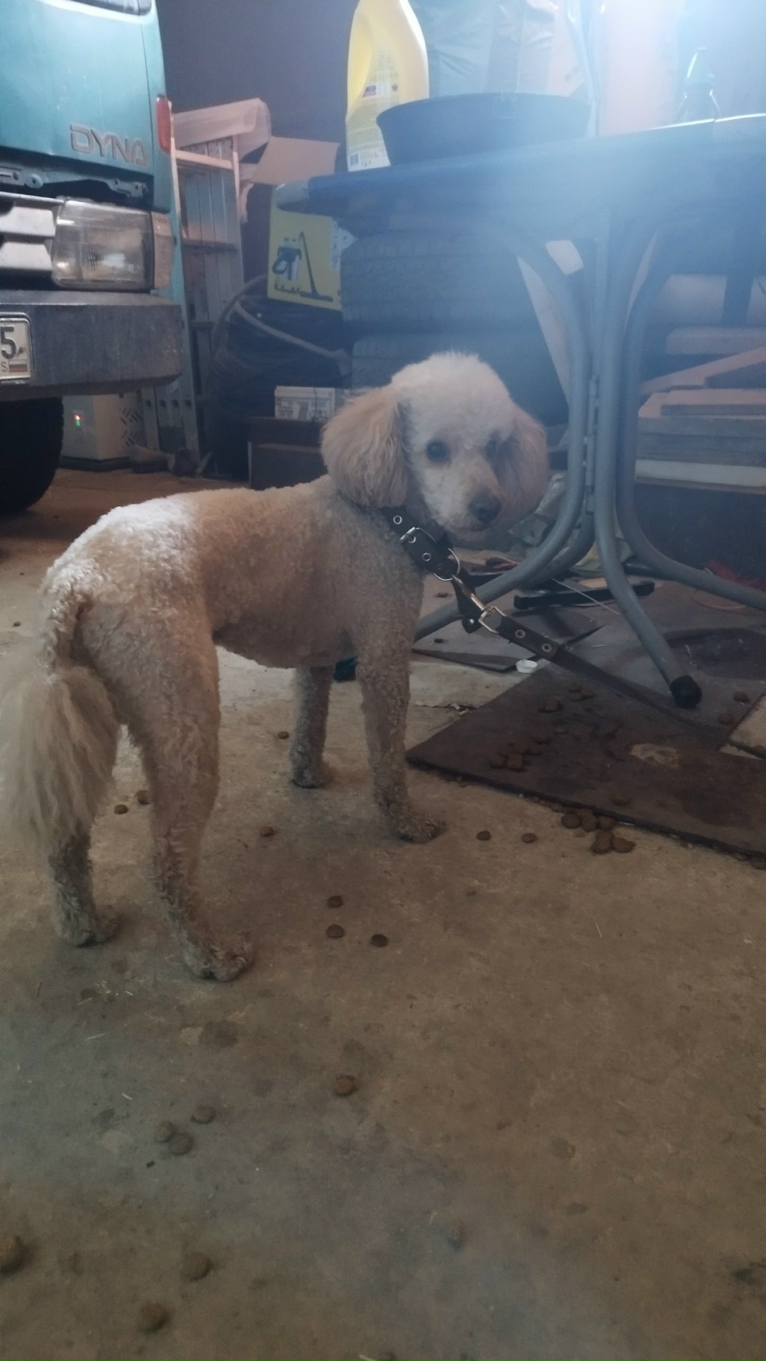 Найдена собака в Чите — фото объявления