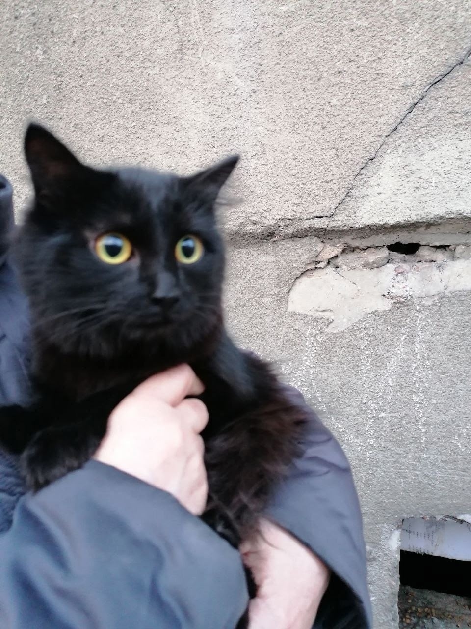 Найдена кошка в Чите — фото объявления