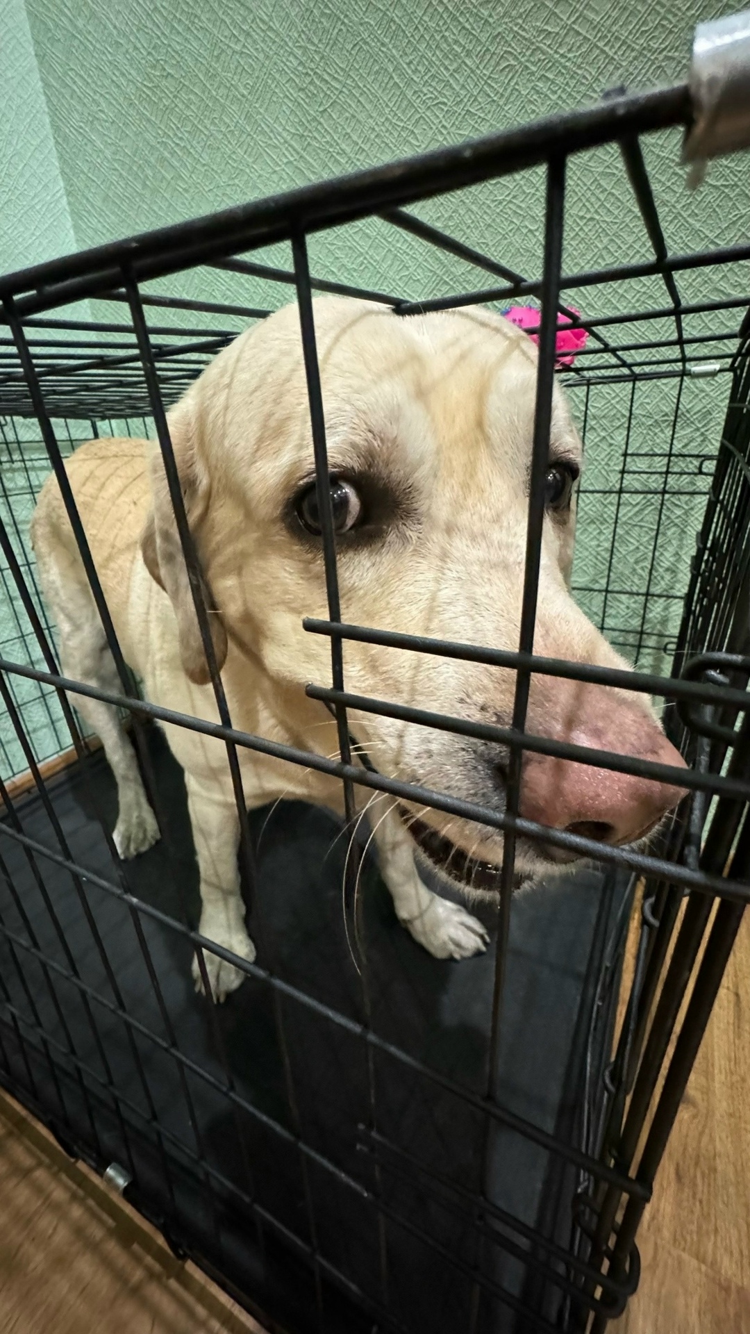 Найдена собака в Чите — фото объявления