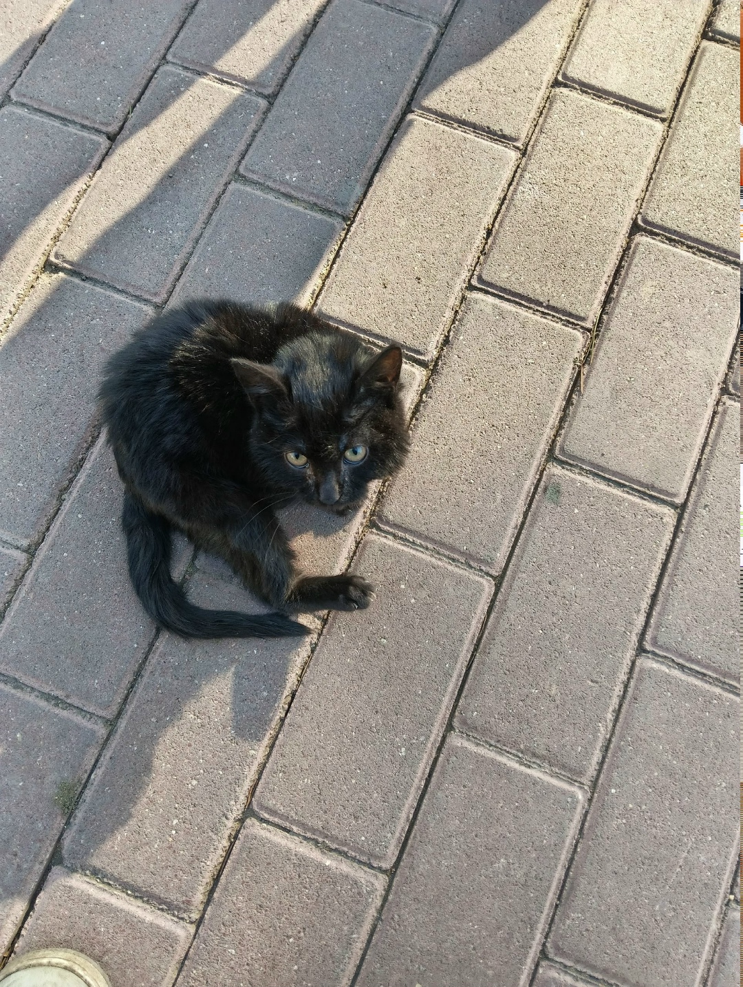 Найдена собака в Чите — фото объявления