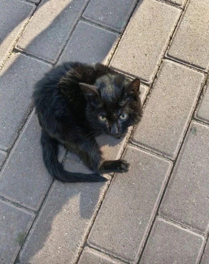 Найдена собака в Чите — фото объявления