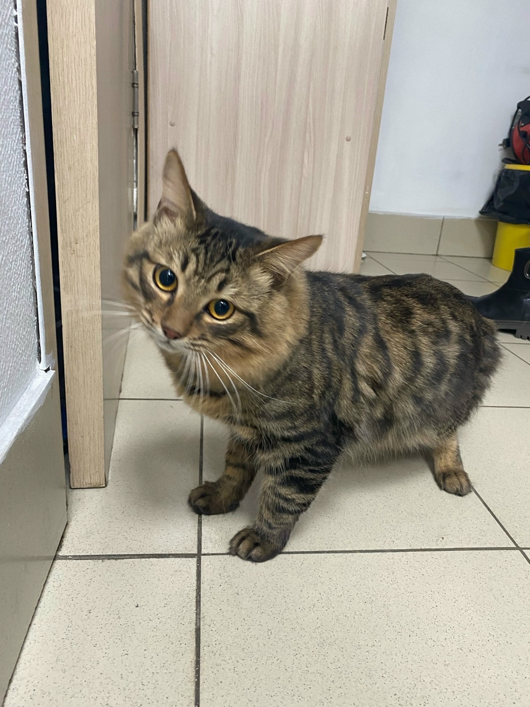 Найдена кошка в Чите — фото объявления