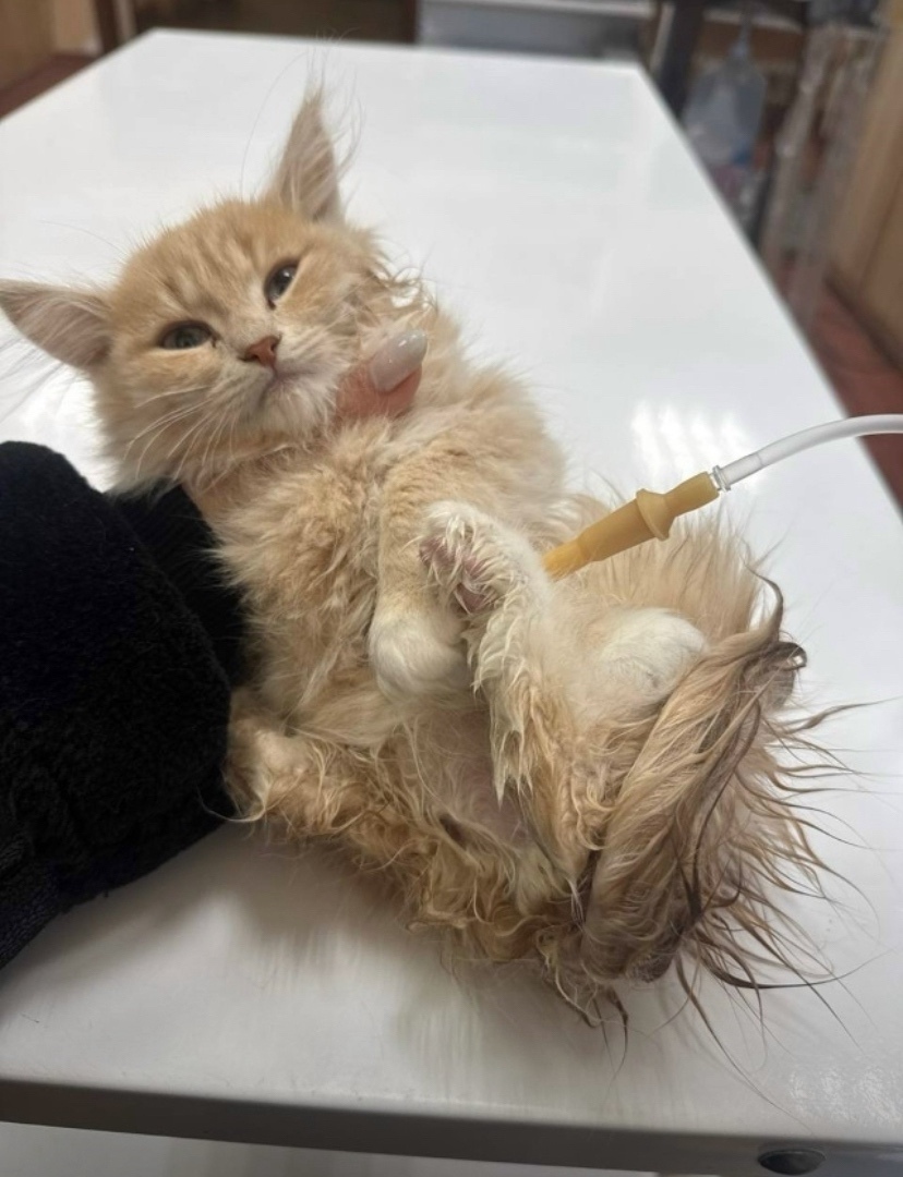 Найдена кошка в Чите — фото объявления