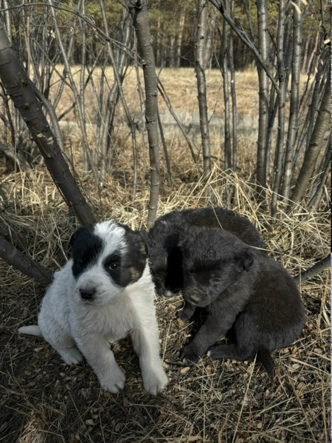 Найдена собака в Чите — фото объявления