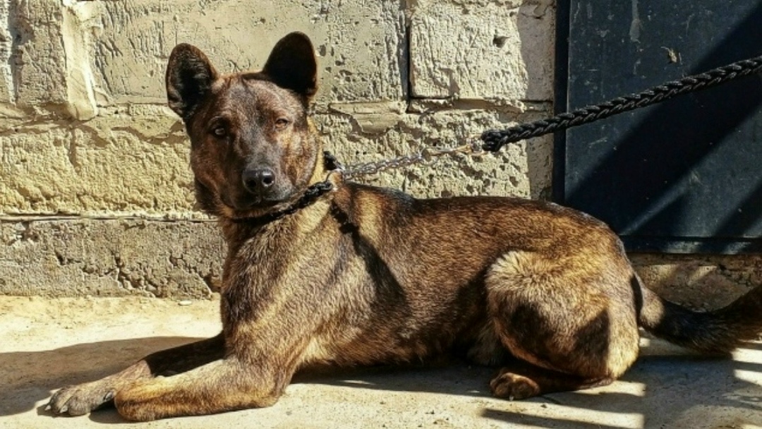 Найдена собака в Чите — фото объявления