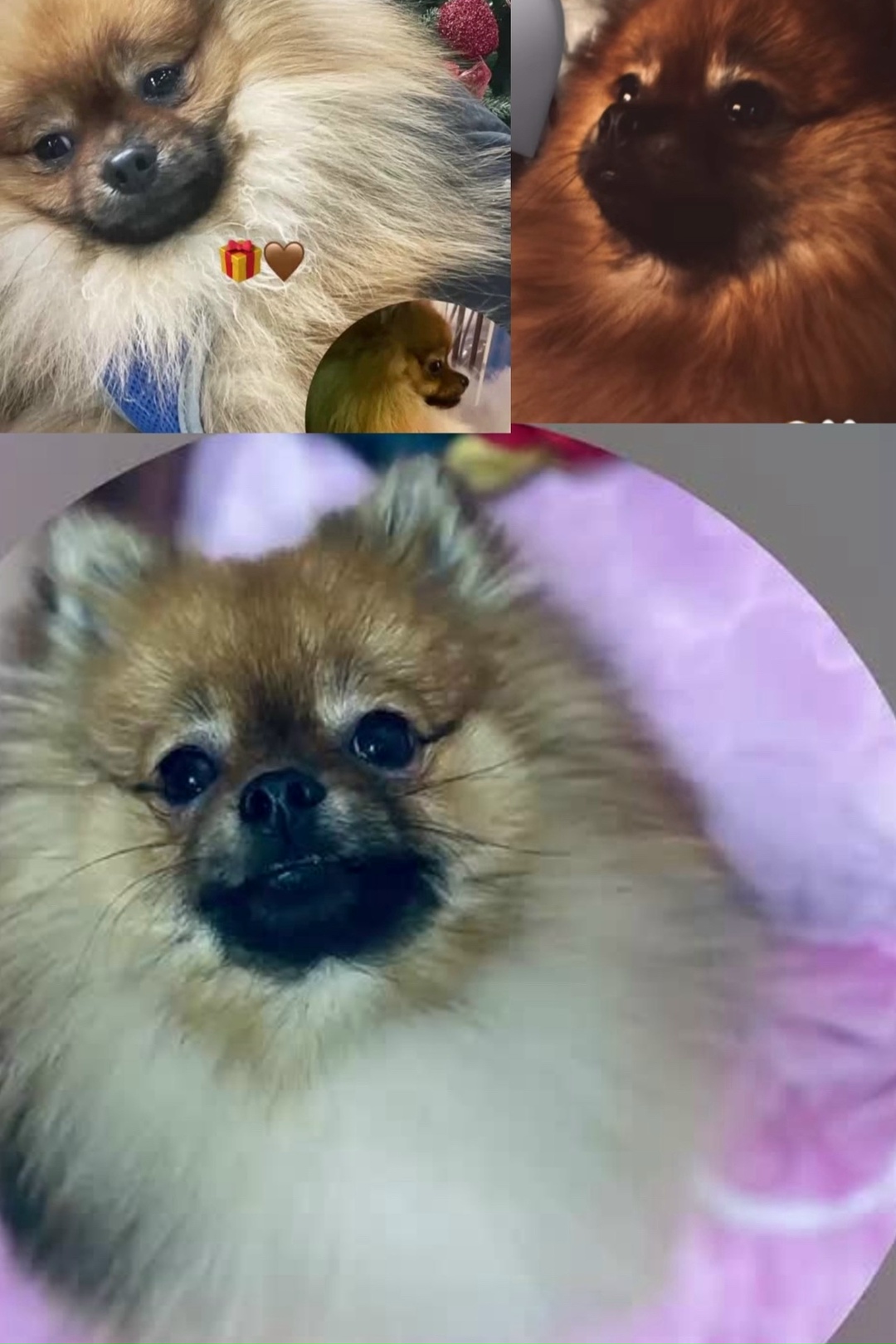 Пропала собака в Чите — фото объявления